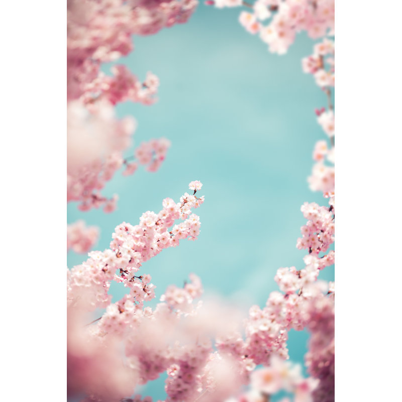 Cherry Blossoms by Borchee, 18" H x 12" W