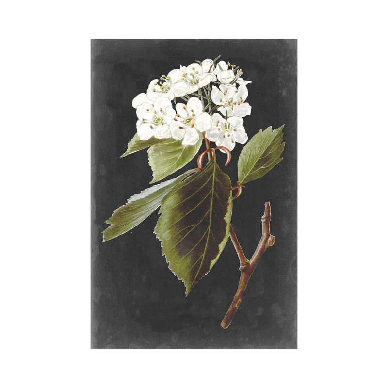 Dramatic White Flowers I 1 Piece Wrapped Canvas Wall Art, 30.48cm H x 20.32cm W x 1.91cm D