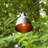 Luisa Electric Café String Lights with 10 Bronze Metal Domes