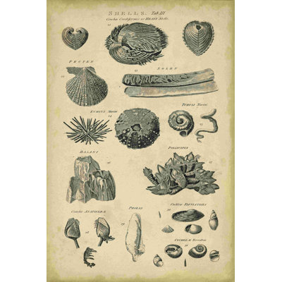 Étude de coquillages IV