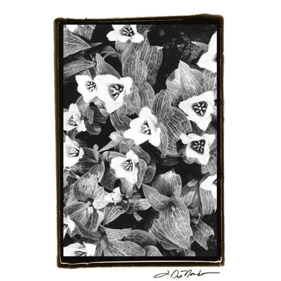 Springtime Garden I - Wrapped Canvas Art Prints