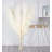 40'' Pampas Grass Grass