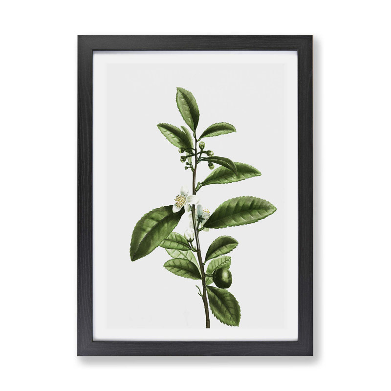 Tea Flowers by Pierre-Joseph Redoute - Framed Print, Black, 24cm H x 33cm W x 2cm D