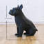 Bouledogue français Max-1516769082