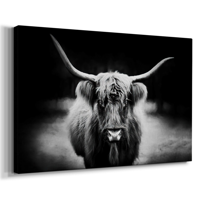 Photography Study Highland Cattle-Gallery Wrapped Canvas, 12" H x 18" W