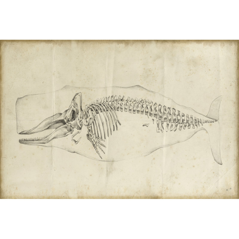 Whale Study II by Ethan Harper - Wrapped Canvas Print, 20cm H x 30cm W