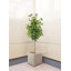 Compton Planter Box