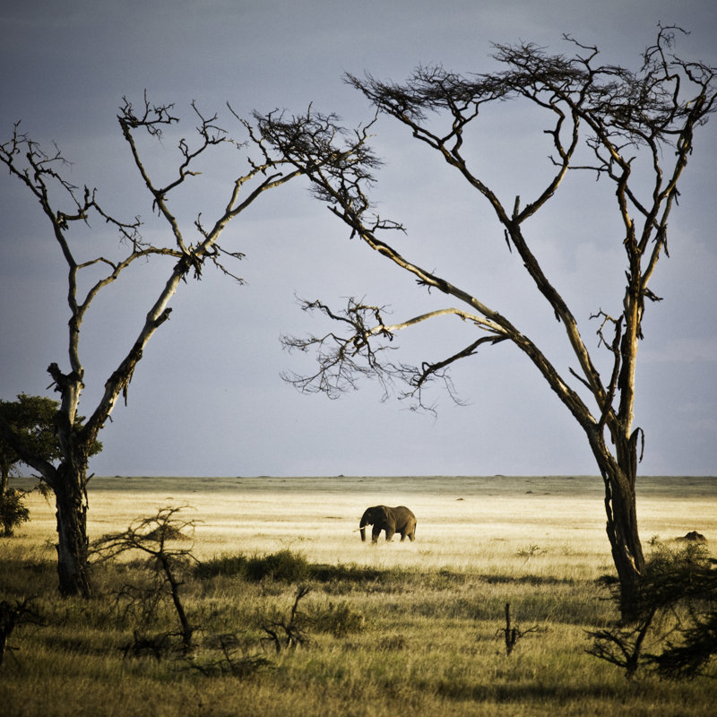 African Elephant In The Serengeti by Ranplett - Wrapped Canvas Print, 91cm H x 91cm W x 3.8cm D