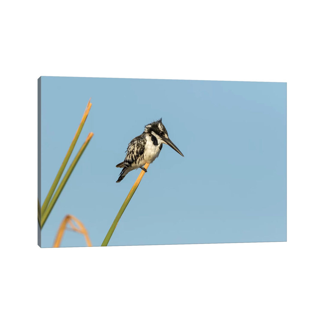 Africa, Botswana, Chobe National Park. Pied Kingfisher On Papyrus Stem by Jaynes Gallery - Wrapped Canvas Print