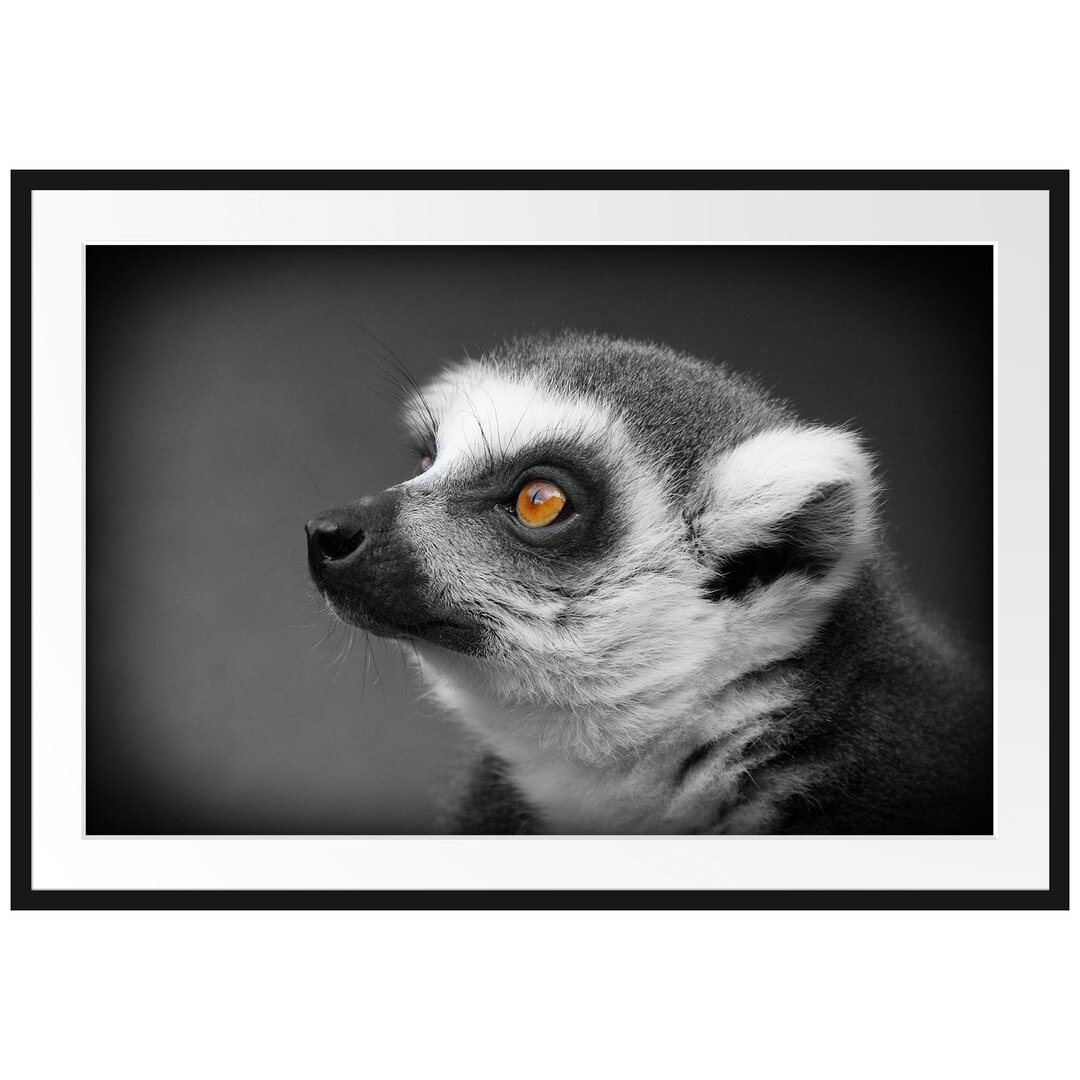 Wunderschöner, wacher Ringelschwanzlemur Gerahmtes Kunstdruck Poster