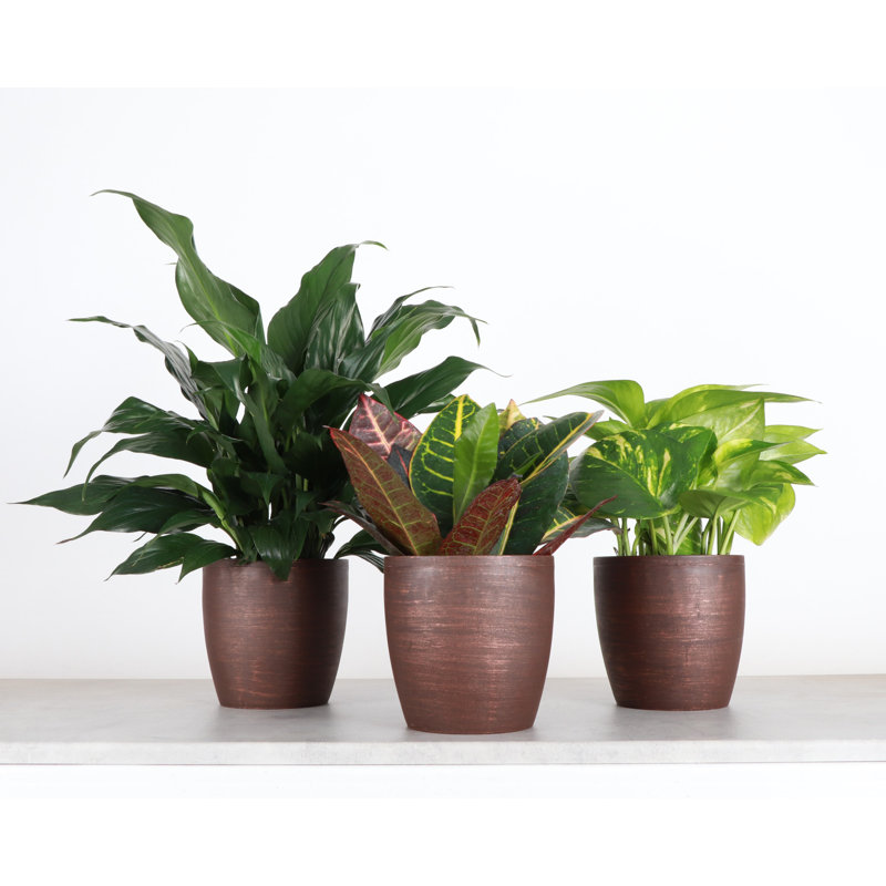 Plant in Pot, Brown