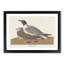 Black-Headed Gull by John James Audubon - Picture Frame Art Print-55512607-55512610