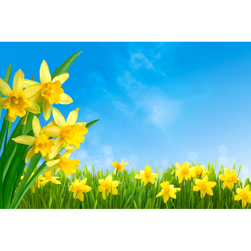 Daffodils Against Blue Sky by AlexRaths - Wrapped Canvas Print, 81cm H x 122cm W x 3.8cm D	