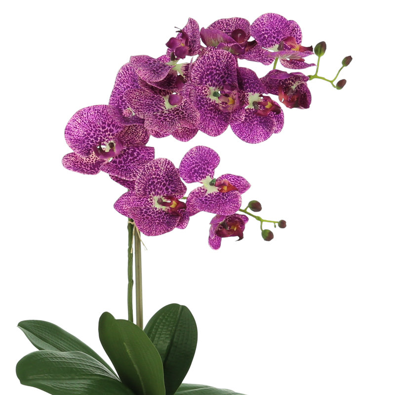 Phalaenopsis Orchid Arrangement