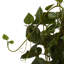 Philodendron plante en panier-1358739946