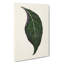 Adelaster Albivenis Plant Leaf by Benjamin Fawcett - Wrapped Canvas-55306031
