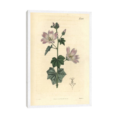 Australian Hollyhock by Florilegius - Gallery-Wrapped Canvas Giclée on Canvas