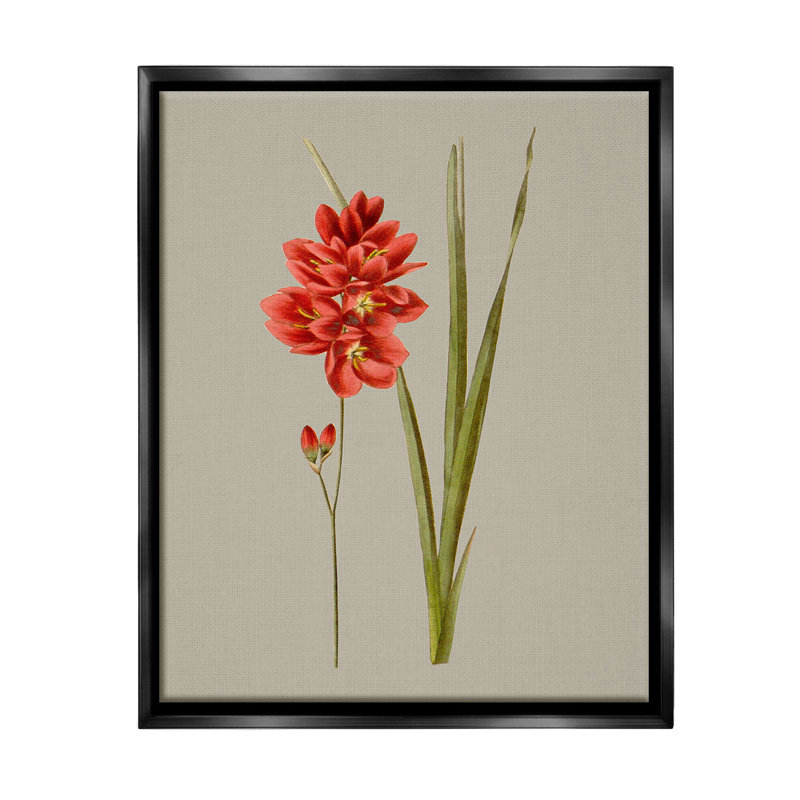 «Red Traditional Botanical Floater Frame» par Vision Studio sur, Cadre flottant noir de jais, H 31 po x l 25 po