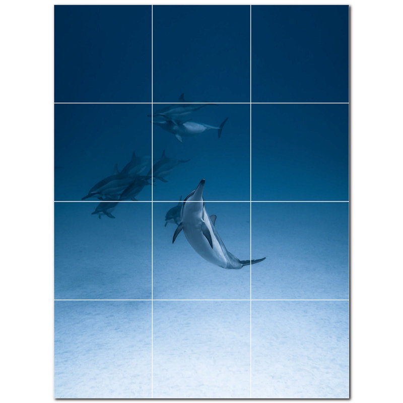 Dauphin photo 8 x 8
