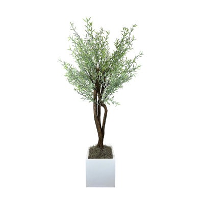 Green Myrtle Tree in White Pot