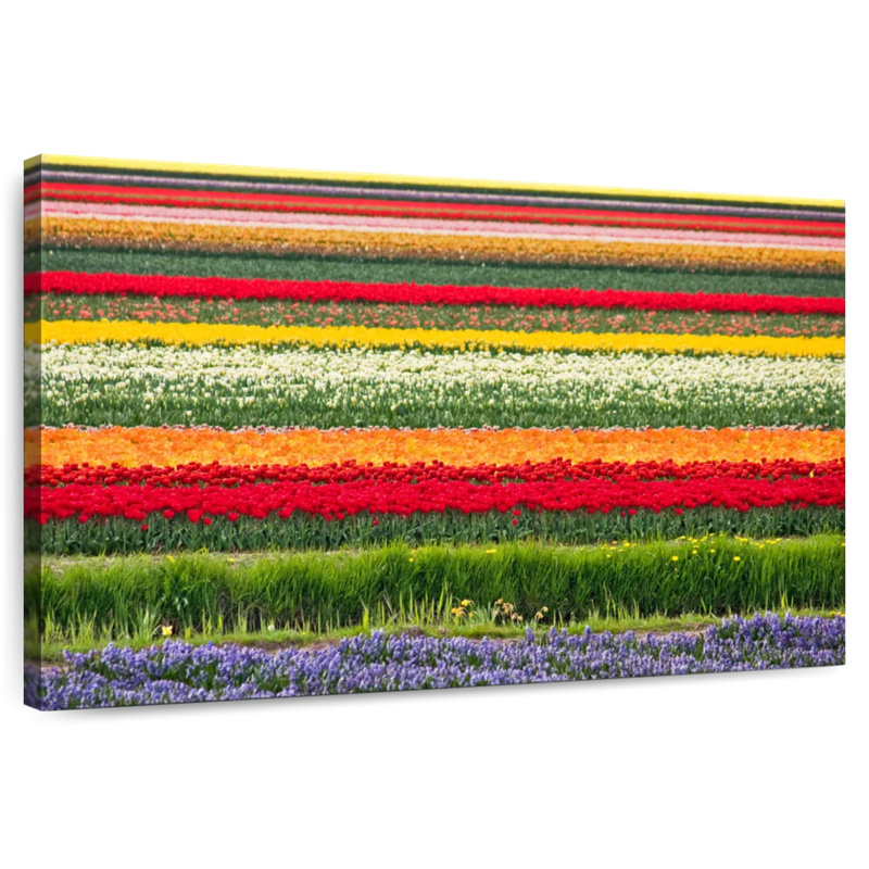 Rorry Bollenstreek Tulips, 34" H x 51" W