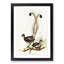 Lyrebird by Elizabeth Gould - Picture Frame Painting Print-55577441-55577442