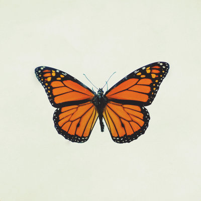 " The Queen Butterfly " by Chelsea Victoria