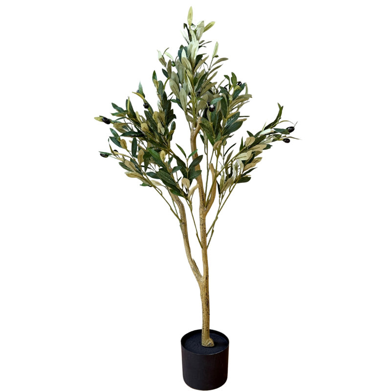 Andaiye 100cm Plant in Pot