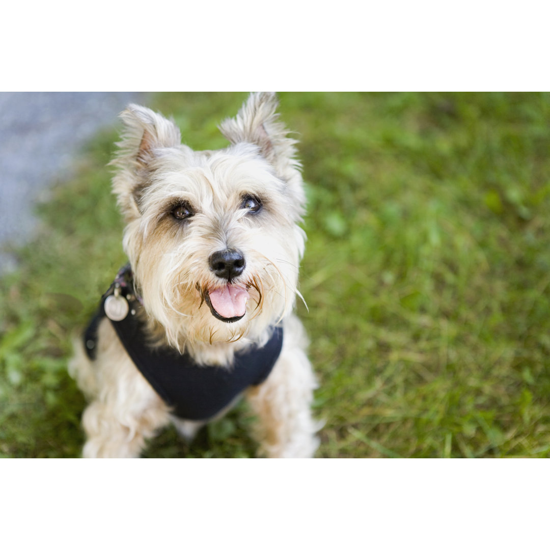 Cairn Terrier von Jtyler - Drucken