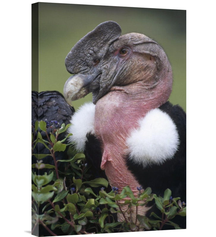 " Andean Condor Male, Cayambe, Ecuador ", 24" H x 16" W, Wrapped Canvas