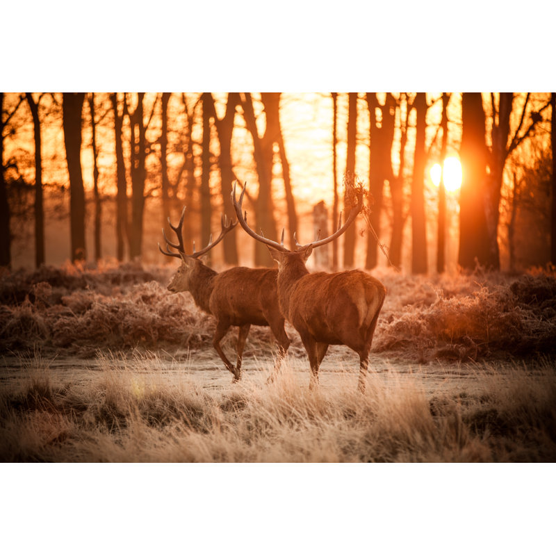 Deer In Morning Sun by Arturasker - Wrapped Canvas Print, 20cm H x 30cm W