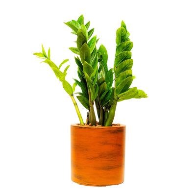 Modern Style Plastic Planter for Home