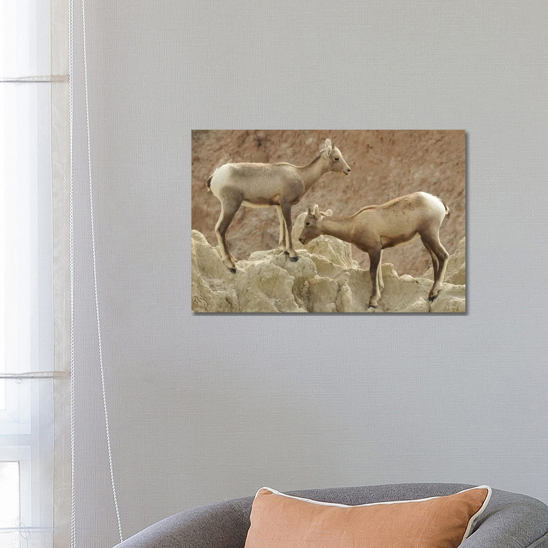 Bighorn Sheep Lambs by Brian Wolf - Wrapped Canvas Print