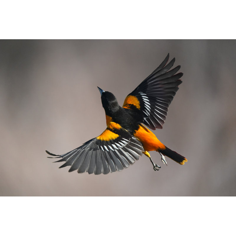 Male Baltimore Oriole Bird In Flight - Wrapped Canvas Print, 30cm H x 46cm W x 3.8cm D