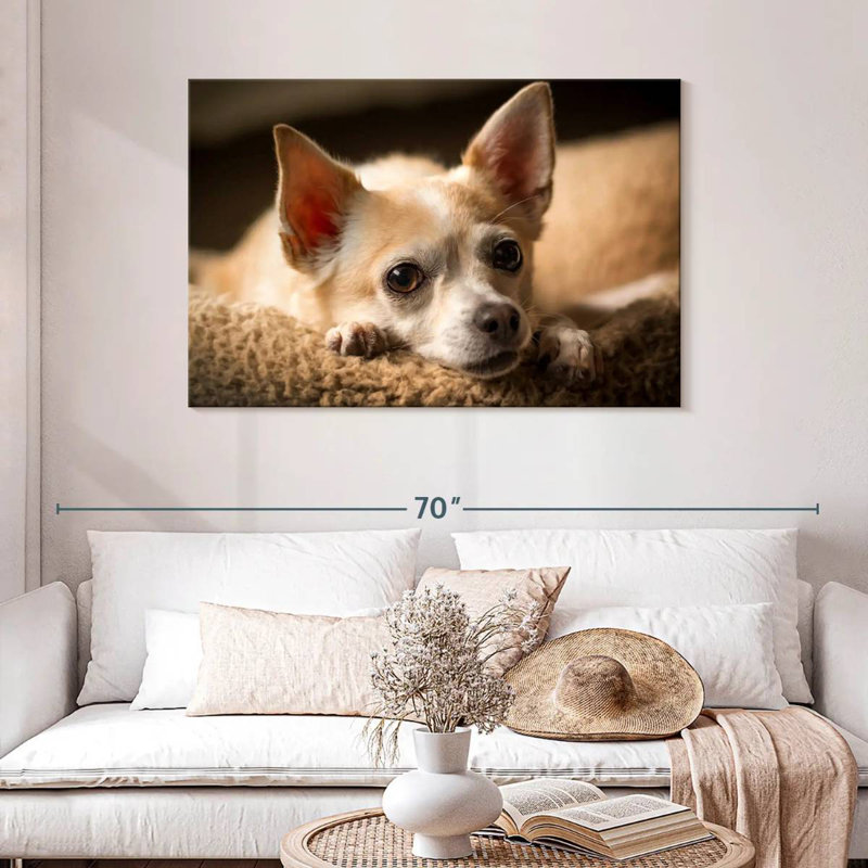 Brampt Resting Chihuahua