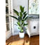 5.5' Faux Water Canna in Liner