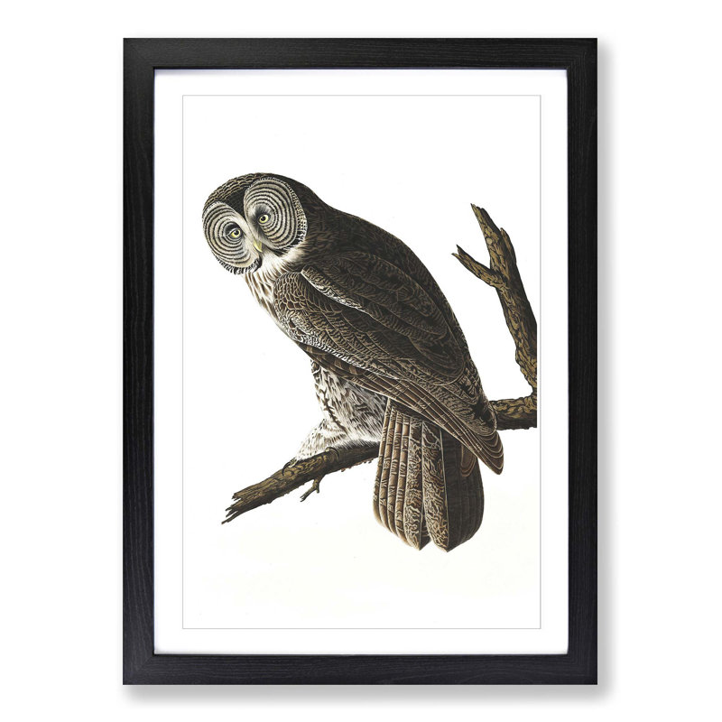 John Audubon - Single Picture Frame Print, Black