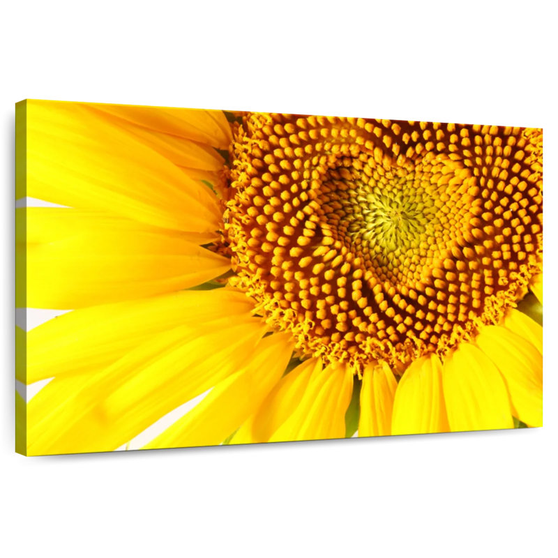 Harnek cœur de tournesol, H 32 po x l 48 po