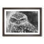 Little Owl - Picture Frame Graphic Art Print-56860007-56860004