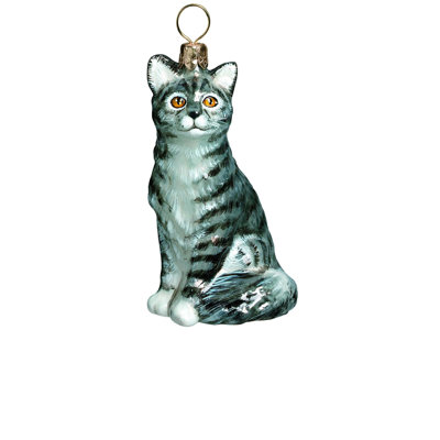 American Shorthair Gray