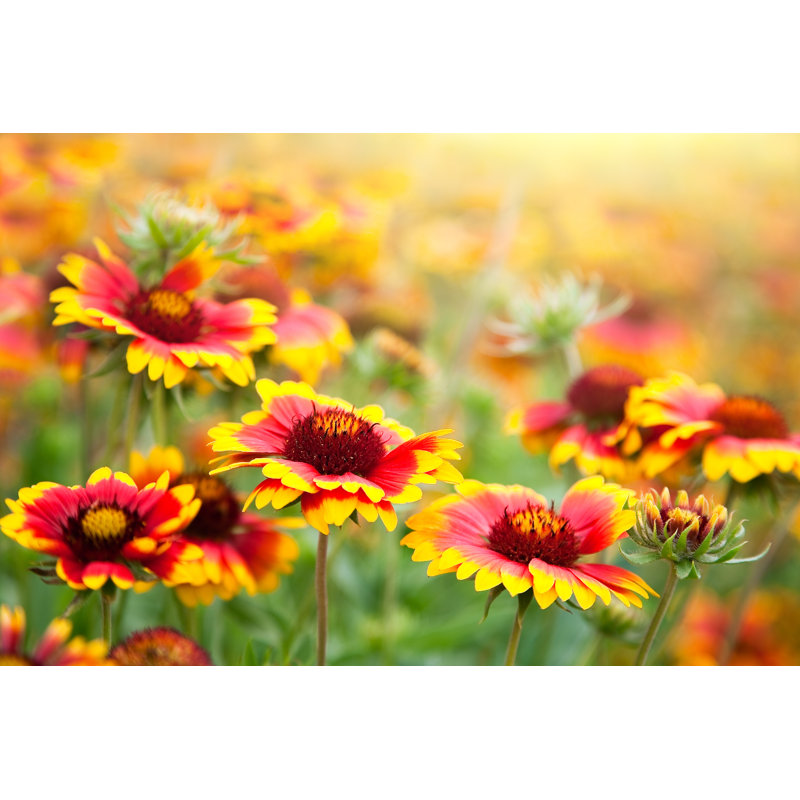 Gaillardia Pulchella by Ivandzyuba - Wrapped Canvas Print, 30cm H x 46cm W