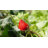 Archbald 49.5" W Solid Cedar Wood Raised Garden Bed with Liner-1930785737