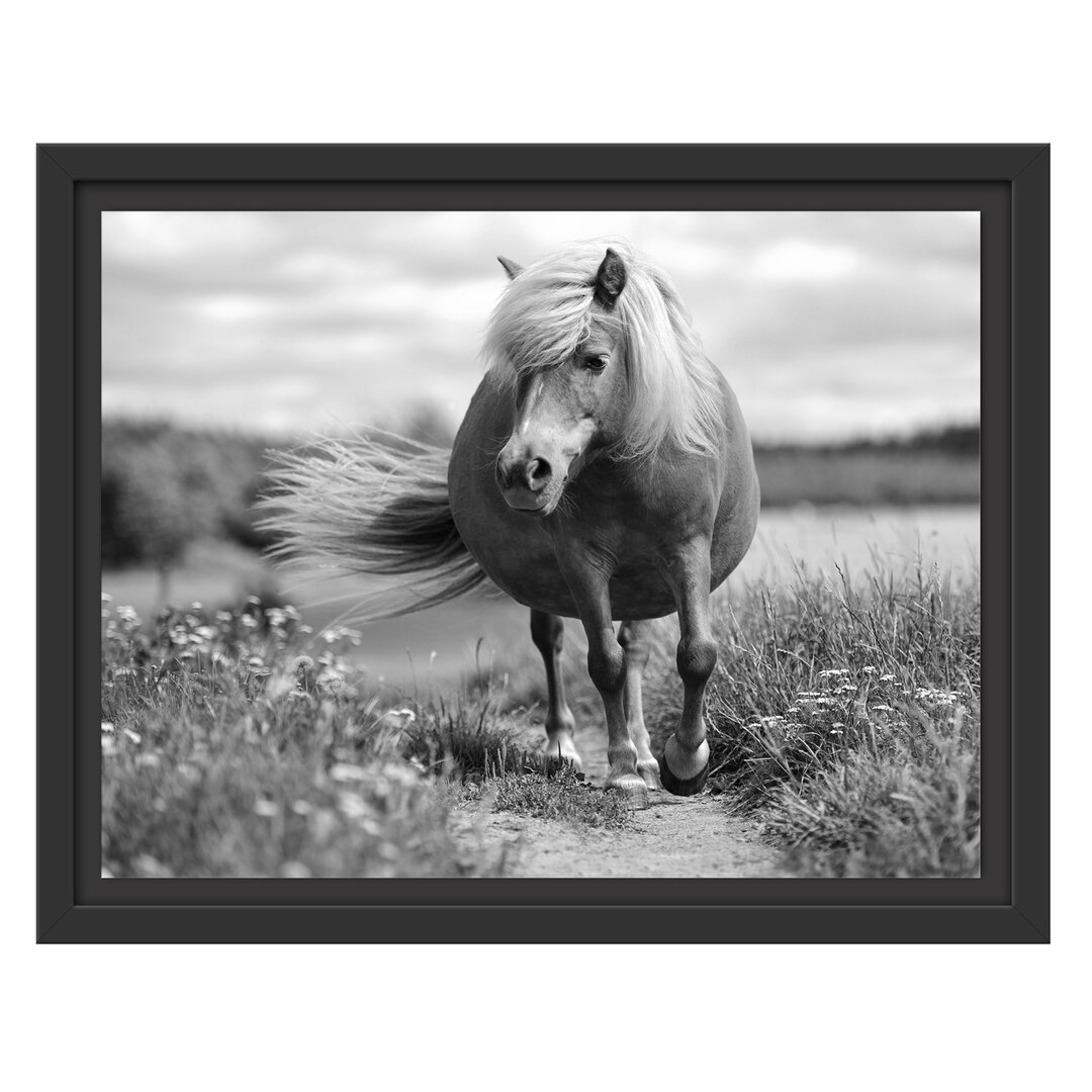 Gerahmtes Wandbild Shetlandpony auf der Wiese