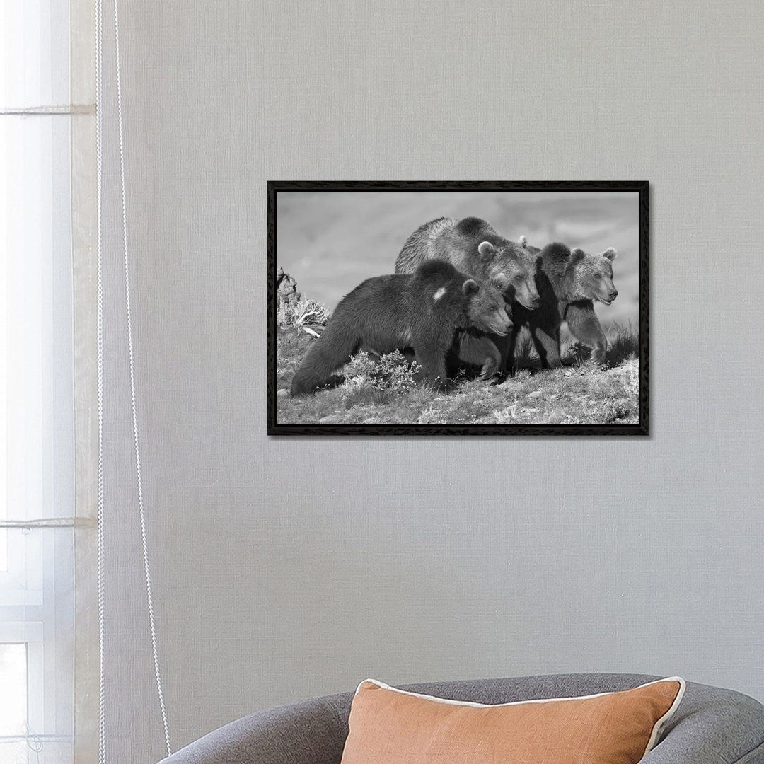 Grizzly Bear Mother With Two One Year Old Cubs, North America von Tim Fitzharris - Gallery-Wrapped Canvas Giclée