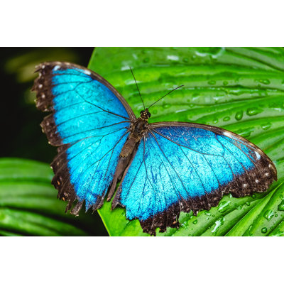 Enloe Butterfly On The Leaf - Wrapped Canvas Print