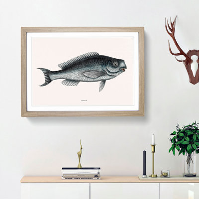Blue Fish by Mark Catesby - Framed Print