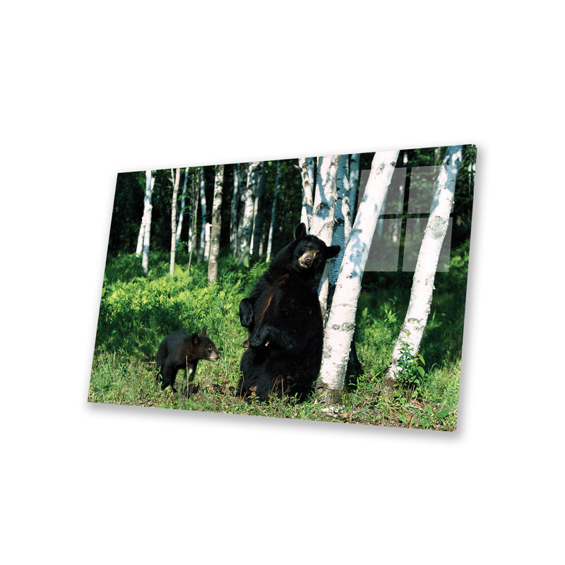 Ours noir, truie grattant sur un bouleau avec un ourson, Amérique du Nord, sur plastique / acrylique par Konrad Woth, peinture