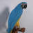 Yellow Blue Parrot Wall Decor Life Size Statue
