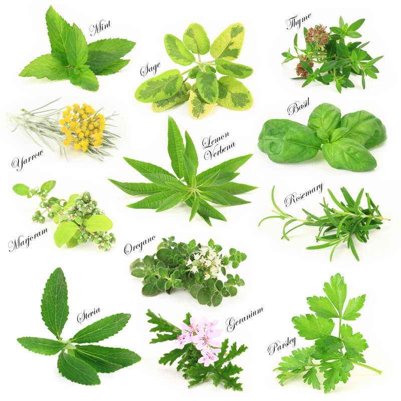 Collection Of Fresh Aromatic Herbs by Viperagp - Wrapped Canvas Print, 30cm H x 30cm W