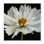 Décorations florales blanches brillantes de Dianne Poincaré-impression d’art graphique